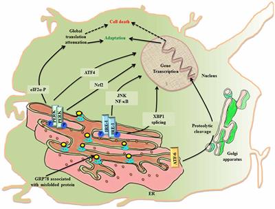 Entanglement of UPRER in Aging Driven Neurodegenerative Diseases